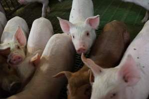 Weaner piglets - Australian pig farming - Captured at Yelmah Piggery, Magdala SA Australia.