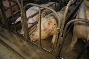 Sow stalls at Dublin Piggery SA - Australian pig farming - Captured at Dublin Piggery, Dublin SA Australia.