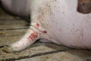 Sow with tail wound - Australian pig farming - Captured at Korunye Park Piggery, Korunye SA Australia.