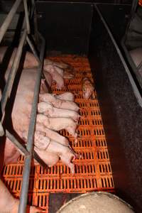 Farrowing crates at Wasleys Piggery SA - Australian pig farming - Captured at Wasleys Piggery, Pinkerton Plains SA Australia.