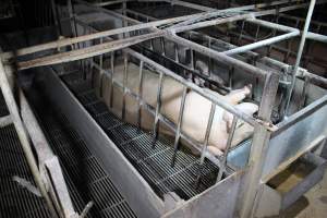 Farrowing crates at Huntly Piggery NSW - Australian pig farming - Captured at Huntly Piggery, Huntly North VIC Australia.