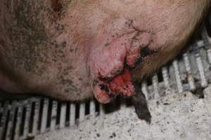 Farrowing crates at St Arnaud Piggery VIC - Australian pig farming - Captured at St Arnaud Piggery Units 2 & 3, Saint Arnaud VIC Australia.