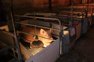 Farrowing crates at Wasleys Tailem Bend Piggery SA - Australian pig farming - Captured at Tailem Bend Piggery, Tailem Bend SA Australia.