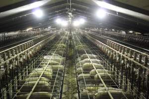 Wide view of huge sow stall shed from above - Australian pig farming - Captured at Grong Grong Piggery, Grong Grong NSW Australia.