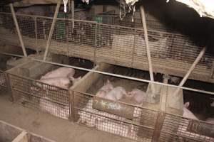 Grower pens underneath farrowing crates - Australian pig farming - Captured at Willawa Piggery, Grong Grong NSW Australia.