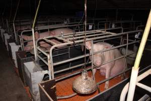 Farrowing crates at Wasleys Piggery SA - Australian pig farming - Captured at Wasleys Piggery, Pinkerton Plains SA Australia.