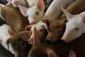 Weaner piglets - Australian pig farming - Captured at Yelmah Piggery, Magdala SA Australia.