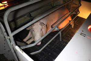 Farrowing crates at Sheaoak Piggery SA - Australian pig farming - Captured at Sheaoak Piggery, Shea-Oak Log SA Australia.