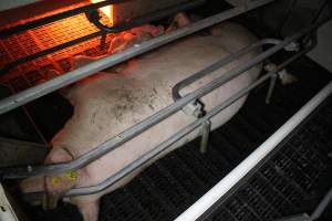 Farrowing crates at Sheaoak Piggery SA - Australian pig farming - Captured at Sheaoak Piggery, Shea-Oak Log SA Australia.