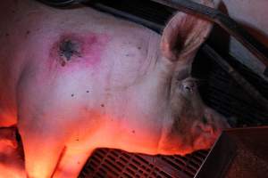 Sow with pressure sore - Australian pig farming - Captured at Wasleys Tailem Bend Piggery, Tailem Bend SA Australia.