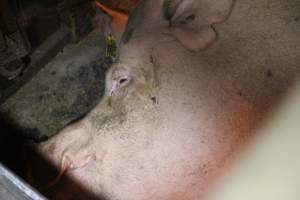 Farrowing crates at Deni Piggery NSW - Australian pig farming - Captured at Deni Piggery, Deniliquin NSW Australia.