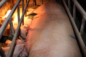 Farrowing crates at Bungowannah Piggery NSW - Australian pig farming - Captured at Bungowannah Piggery, Bungowannah NSW Australia.