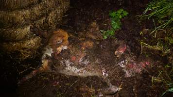 Pile of dead pigs outside - Australian pig farming - Captured at Yelmah Piggery, Magdala SA Australia.