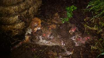 Pile of dead pigs outside - Australian pig farming - Captured at Yelmah Piggery, Magdala SA Australia.