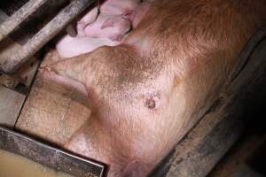 Farrowing crates at Girgarre Piggery VIC - Australian pig farming - Captured at Girgarre Piggery, Kyabram VIC Australia.