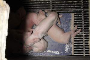 Farrowing crates at Huntly Piggery NSW - Australian pig farming - Captured at Huntly Piggery, Huntly North VIC Australia.
