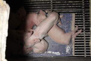 Farrowing crates at Huntly Piggery NSW - Australian pig farming - Captured at Huntly Piggery, Huntly North VIC Australia.