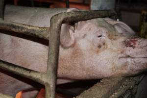 Sow with facial wound - Australian pig farming - Captured at Korunye Park Piggery, Korunye SA Australia.