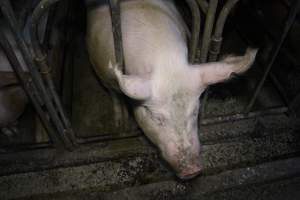 Sow stalls at Dublin Piggery SA - Australian pig farming - Captured at Dublin Piggery, Dublin SA Australia.