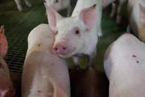 Weaner piglets - Australian pig farming - Captured at Yelmah Piggery, Magdala SA Australia.