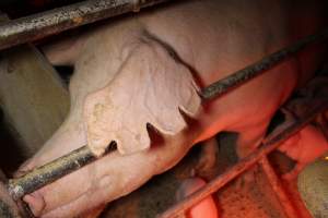 Farrowing crates at Finniss Park Piggery SA - Australian pig farming - Captured at Finniss Park Piggery, Mannum SA Australia.