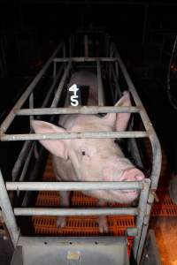 Farrowing crates at Wasleys Piggery SA - Australian pig farming - Captured at Wasleys Piggery, Pinkerton Plains SA Australia.