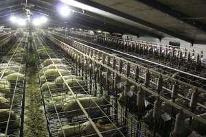 Wide view of huge sow stall shed from above - Australian pig farming - Captured at Grong Grong Piggery, Grong Grong NSW Australia.