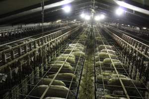 Wide view of huge sow stall shed from above - Australian pig farming - Captured at Grong Grong Piggery, Grong Grong NSW Australia.