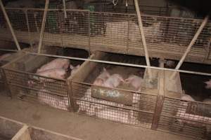 Grower pens underneath farrowing crates - Australian pig farming - Captured at Willawa Piggery, Grong Grong NSW Australia.