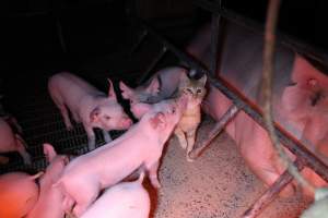 Cat in farrowing crate with piglets - Australian pig farming - Captured at Finniss Park Piggery, Mannum SA Australia.