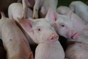 Weaner piglets - Australian pig farming - Captured at Yelmah Piggery, Magdala SA Australia.