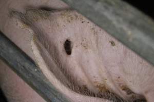 Farrowing crates at Sheaoak Piggery SA - Australian pig farming - Captured at Sheaoak Piggery, Shea-Oak Log SA Australia.