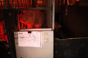 Farrowing record on front of crate - Australian pig farming - Captured at Wasleys Tailem Bend Piggery, Tailem Bend SA Australia.