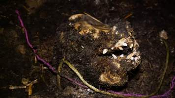 Skull on dead pile - Australian pig farming - Captured at Yelmah Piggery, Magdala SA Australia.