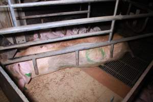 Farrowing crates at Girgarre Piggery VIC - Australian pig farming - Captured at Girgarre Piggery, Girgarre VIC Australia.