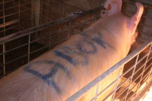 Sow with 'abort' spray-painted on her back - Australian pig farming - Captured at St Arnaud Piggery Units 2 & 3, Saint Arnaud VIC Australia.