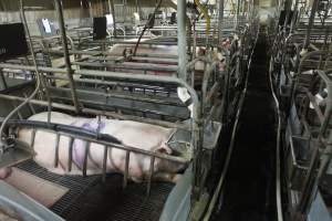 Farrowing crates at Nambeelup Piggery WA - Australian pig farming - Captured at Nambeelup Piggery, Nambeelup WA Australia.