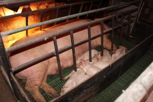 Farrowing crates at Bungowannah Piggery NSW - Australian pig farming - Captured at Bungowannah Piggery, Bungowannah NSW Australia.