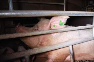 Farrowing crates at Girgarre Piggery VIC - Australian pig farming - Captured at Girgarre Piggery, Girgarre VIC Australia.