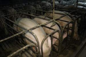 Sow stalls at Dublin Piggery SA - Australian pig farming - Captured at Dublin Piggery, Dublin SA Australia.