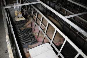 Farrowing crates at Huntly Piggery NSW - Australian pig farming - Captured at Huntly Piggery, Huntly North VIC Australia.