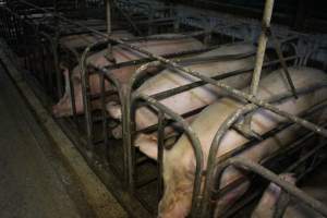 Sow stalls at Dublin Piggery SA - Australian pig farming - Captured at Dublin Piggery, Dublin SA Australia.