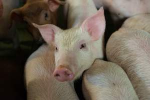 Weaner piglets - Australian pig farming - Captured at Yelmah Piggery, Magdala SA Australia.