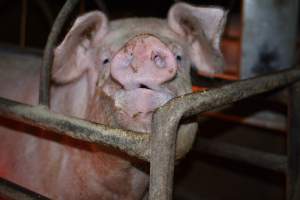 Farrowing crates at Korunye Park Piggery SA - Australian pig farming - Captured at Korunye Park Piggery, Korunye SA Australia.