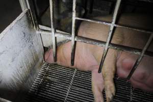 Farrowing crates at Huntly Piggery NSW - Australian pig farming - Captured at Huntly Piggery, Huntly North VIC Australia.