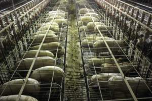 Wide view of huge sow stall shed from above - Australian pig farming - Captured at Grong Grong Piggery, Grong Grong NSW Australia.