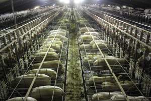 Wide view of huge sow stall shed from above - Australian pig farming - Captured at Grong Grong Piggery, Grong Grong NSW Australia.