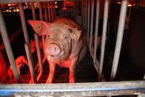 Farrowing crates at Wasleys Tailem Bend Piggery SA - Australian pig farming - Captured at Tailem Bend Piggery, Tailem Bend SA Australia.