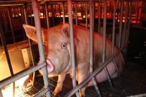 Farrowing crates at Wasleys Tailem Bend Piggery SA - Australian pig farming - Captured at Tailem Bend Piggery, Tailem Bend SA Australia.