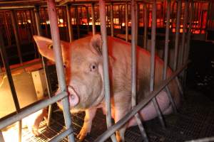 Farrowing crates at Wasleys Tailem Bend Piggery SA - Australian pig farming - Captured at Wasleys Tailem Bend Piggery, Tailem Bend SA Australia.